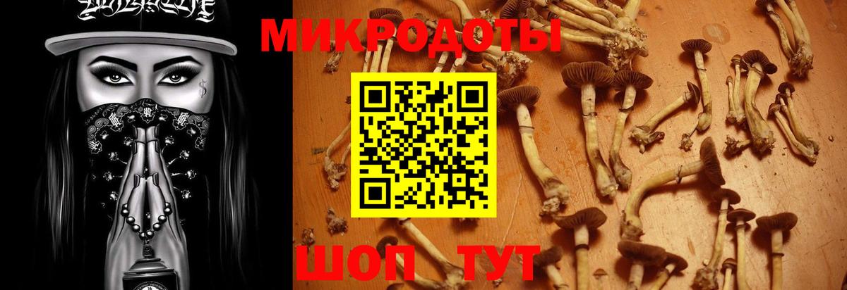 Псилоцибиновые грибы Psilocybine cubensis Владикавказ